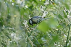 Parus major