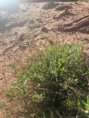 Heterotheca zionensis