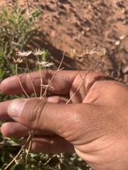 Heterotheca zionensis