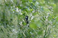 Parus major