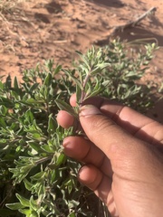 Heterotheca zionensis