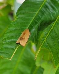 Cacoecimorpha pronubana