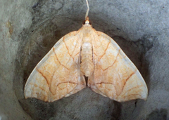 Eulithis diversilineata