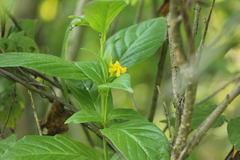 Mandevilla foliosa