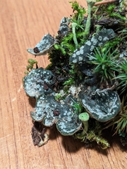Peltigera extenuata