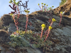 Sedum moranii