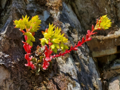 Rogue River Stonecrop (Sedum moranii)