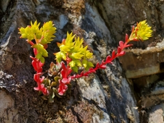 Sedum moranii