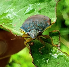 Coleotichus excellens