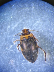 Nectoboreus aequinoctialis