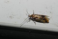 Epicallima argenticinctella