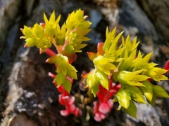 Sedum moranii