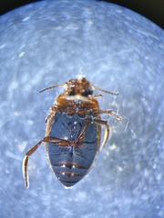 Nectoboreus aequinoctialis