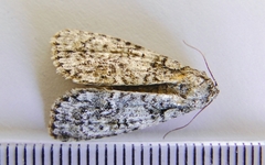 Acronicta tristis