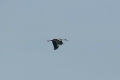 Ciconia ciconia