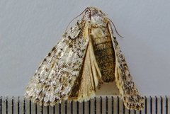 Acronicta tristis