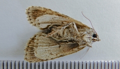 Acronicta tristis