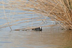 Fulica atra