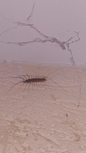 House centipede