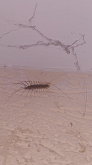 Scutigera coleoptrata