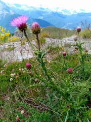 Carduus defloratus carlinifolius
