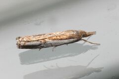 Crambus agitatellus