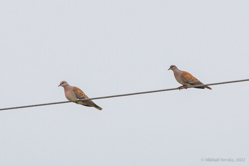 Tórtola europea (Streptopelia turtur)