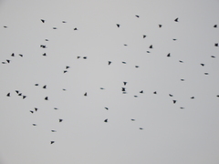 Xanthocephalus xanthocephalus