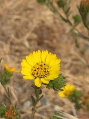 Holocarpha macradenia