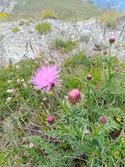 Carduus defloratus carlinifolius