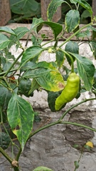 Capsicum baccatum