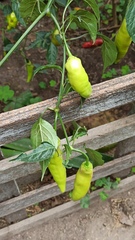 Capsicum baccatum
