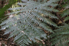 Alsophila leichhardtiana
