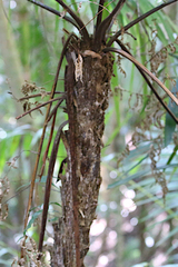 Alsophila leichhardtiana