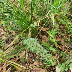 Cheilanthes sieberi sieberi