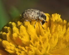 Trigonorhinus