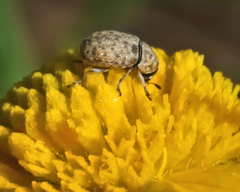 Trigonorhinus