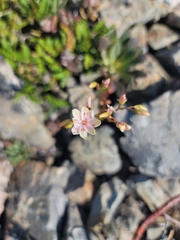 Lewisia × whiteae