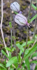 Silene involucrata