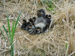 Hooded Merganser photo 6