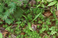 Spiranthes casei novaescotiae