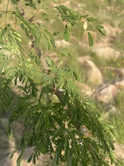 Havardia acatlensis