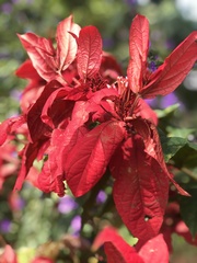 Combretum mussaendiflorum