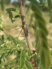 Havardia acatlensis