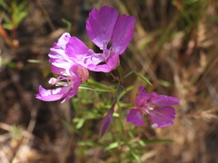 Clarkia biloba