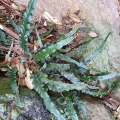 Asplenium attenuatum