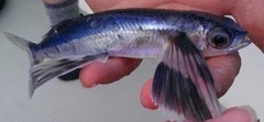 Bandwing Flyingfish photo 2