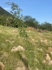 Havardia acatlensis