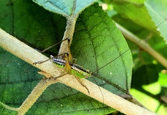 Conocephalus semivittatus