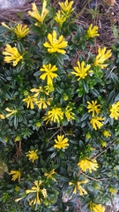 Cestrum humile